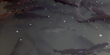 Balık ölümleri azalacak