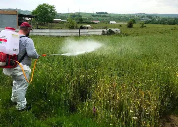 Buğday arazilerine gübreleme desteği