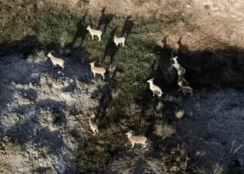 Dağda gezerken sürü halinde karşısına çıktılar