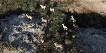 Dağda gezerken sürü halinde karşısına çıktılar