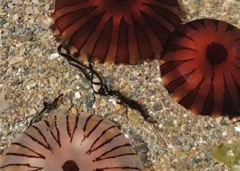Balıkesir kıyılarında pusula denizanası uyarısı
