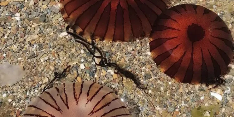 Balıkesir kıyılarında pusula denizanası uyarısı