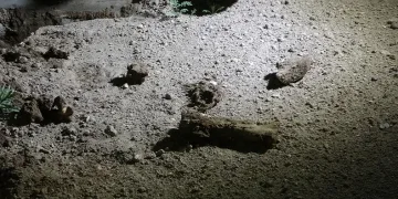 “İnsan kemiği” dedi, hayvan kemiği çıktı