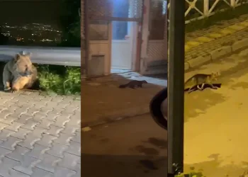 Bursa’da yabani hayvanlar şehir merkezinde