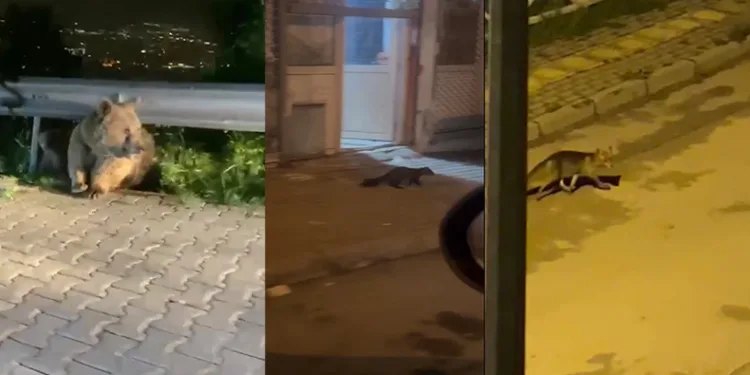 Bursa’da yabani hayvanlar şehir merkezinde