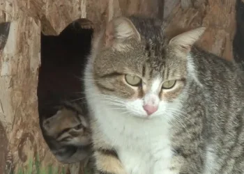 20 kediyi canice katletti