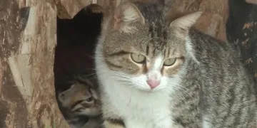 20 kediyi canice katletti