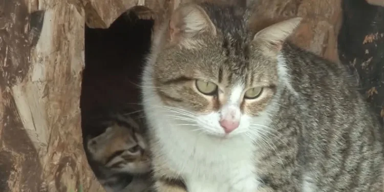 20 kediyi canice katletti
