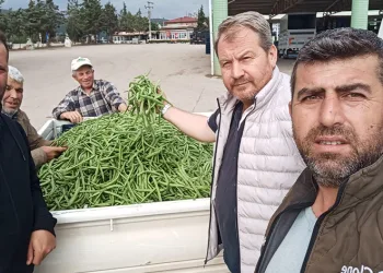 Bursa’da nazende fasulye çıktı