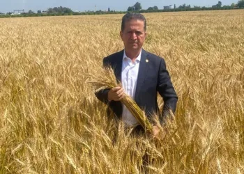 Üreticiler, buğdayda fiyat bekliyor