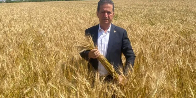 Üreticiler, buğdayda fiyat bekliyor
