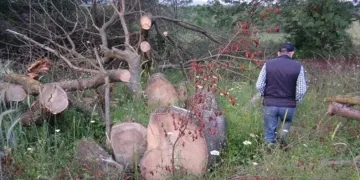 150 yıllık çınar ağaçlarını çaldılar
