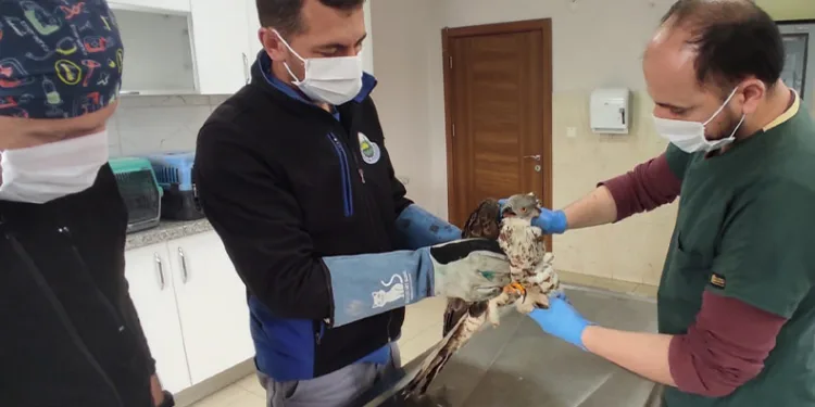 Yaralanan şahine vatandaş sahip çıktı