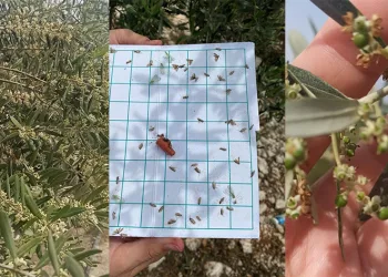 Aydın’da zeytin bahçeleri incelendi