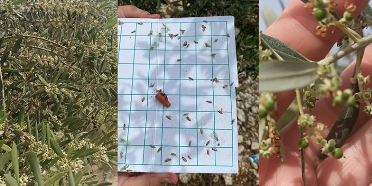 Aydın’da zeytin bahçeleri incelendi