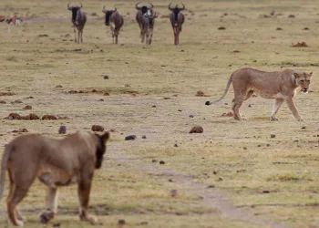 Kenya’da 6 aslan ölü bulundu
