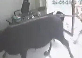Kaçan dana emlakçıda yakalandı