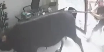 Kaçan dana emlakçıda yakalandı