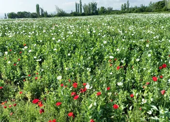 Günyüzü bu güzellikten mahrum kaldı