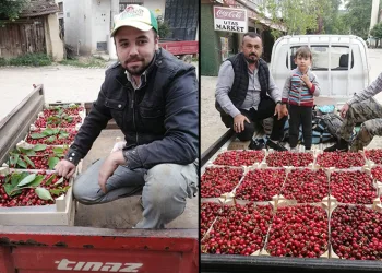 Bursa’da kiraz hasadı başladı