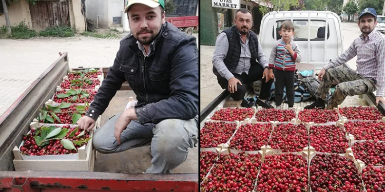 Bursa’da kiraz hasadı başladı
