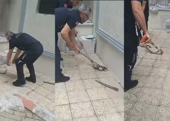 Bursa’da yılan paniği