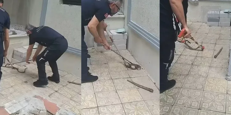 Bursa’da yılan paniği