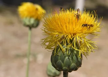 Kuşadası’nın sembolü tülüşahlar açtı