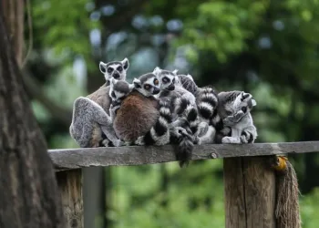 Bursa’da Madagaskarlı 48 lemurun yaşam alanı