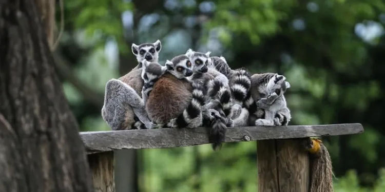 Bursa’da Madagaskarlı 48 lemurun yaşam alanı