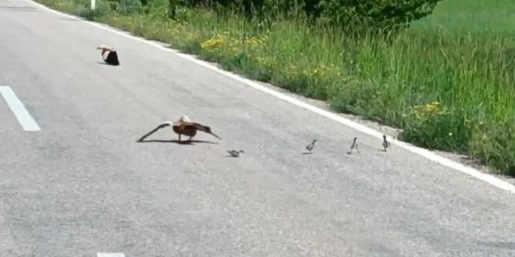 Yavrularını korumak için sakat taklidi yaptı