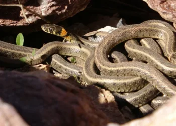 Yılan Adası’nı aratmıyor