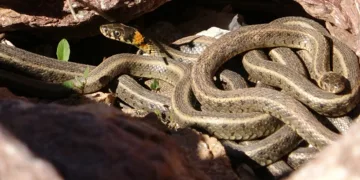 Yılan Adası’nı aratmıyor