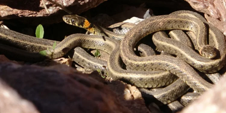 Yılan Adası’nı aratmıyor