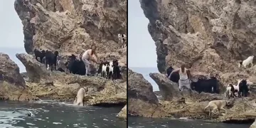 Keçilerin deniz keyfi