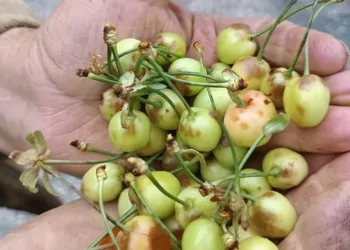 Dolu kiraz ve kayısı bahçelerini vurdu