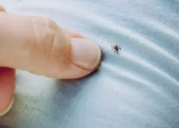Kene ile mücadelede tedbir