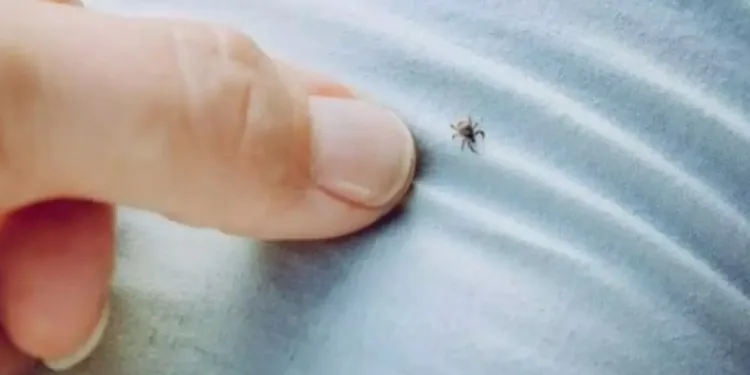 Kene ile mücadelede tedbir