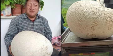 Dev mantar görenleri hayrete düşürdü