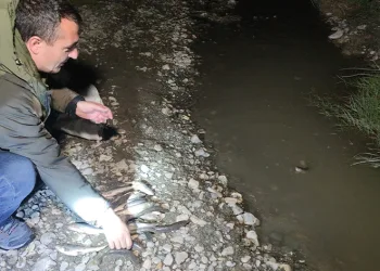 İnci kefali için gece denetimi