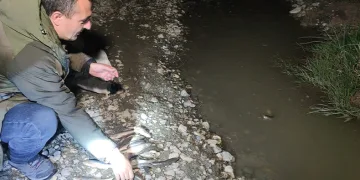 İnci kefali için gece denetimi