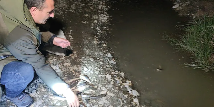 İnci kefali için gece denetimi