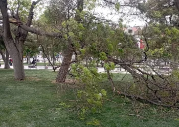 Rüzgarın kırdığı dalın altında kaldı, yaralandı