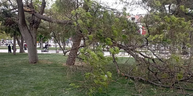 Rüzgarın kırdığı dalın altında kaldı, yaralandı