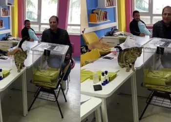 Oy sandığının başında davetsiz kedi