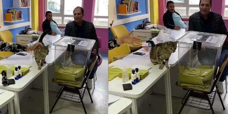 Oy sandığının başında davetsiz kedi