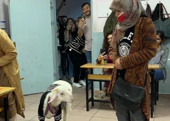 Kuzusuyla sandık başına gitti