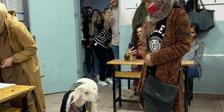 Kuzusuyla sandık başına gitti