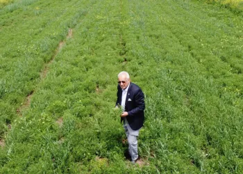 Hububatta rekor düzeyde ürün bekleniyor