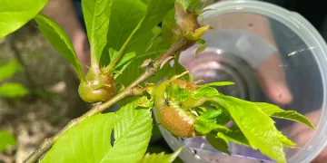 Terminatör böcekler katil arılarla savaşacak